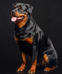 Rottweiler Dog  Isolated  on Black Background in studio