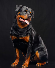 Rottweiler Dog  Isolated  on Black Background in studio