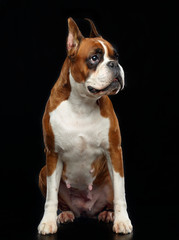 German boxer Dog  Isolated  on Black Background in studio
