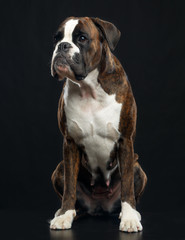 German boxer Dog  Isolated  on Black Background in studio