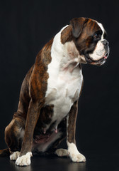 German boxer Dog  Isolated  on Black Background in studio