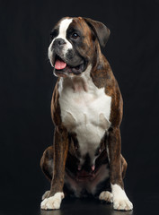 German boxer Dog  Isolated  on Black Background in studio