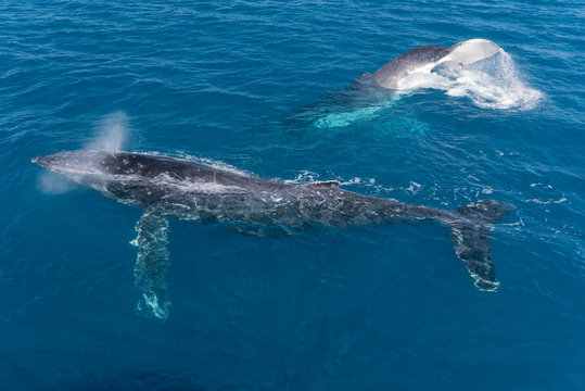 A Pair Of Humpback Whales, One At The Back Tail Slapping, The Other At The Surface Blowing. In Platypus Bay, Hervey Bay Marine Park, Queensland, Australia.