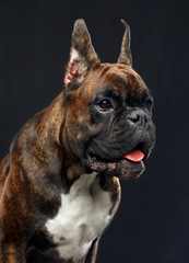 German boxer Dog  Isolated  on Black Background in studio