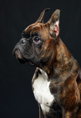 German boxer Dog  Isolated  on Black Background in studio