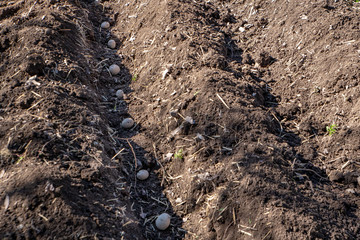 Planting potatoes in the garden in springtime