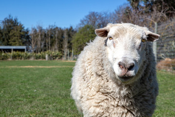A white woolly ram with a strong character and personality