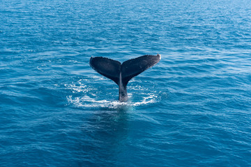 Humpback whale tail flukes in Platypus Bay, Hervey Bay Marine Park, Queensland, Australia.