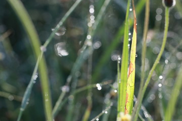 Transparent grass leaves in the morning