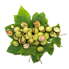 Group of green walnuts scattered on a leaf, on a white background with shadows, composition, top view