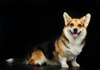 Welsh Corgi Cardigan Dog  Isolated  on Black Background in studio