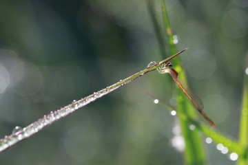 Close up tiny orange dragonfly on grass leaf 