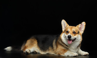 Welsh Corgi Cardigan Dog  Isolated  on Black Background in studio