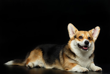 Welsh Corgi Cardigan Dog  Isolated  on Black Background in studio