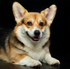 Welsh Corgi Cardigan Dog  Isolated  on Black Background in studio