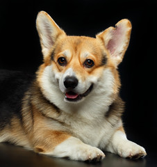 Welsh Corgi Cardigan Dog  Isolated  on Black Background in studio