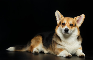 Welsh Corgi Cardigan Dog  Isolated  on Black Background in studio