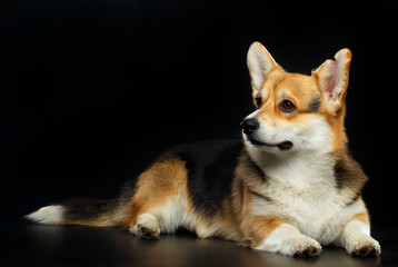 Welsh Corgi Cardigan Dog  Isolated  on Black Background in studio