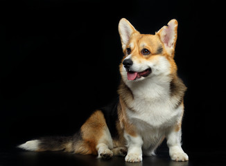 Welsh Corgi Cardigan Dog  Isolated  on Black Background in studio