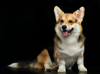 Welsh Corgi Cardigan Dog  Isolated  on Black Background in studio