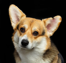 Welsh Corgi Cardigan Dog  Isolated  on Black Background in studio