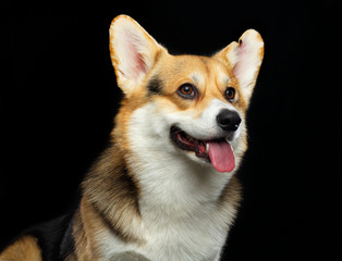Welsh Corgi Cardigan Dog  Isolated  on Black Background in studio