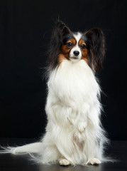 Continental toy spaniel, papillon Dog  Isolated  on Black Background in studio