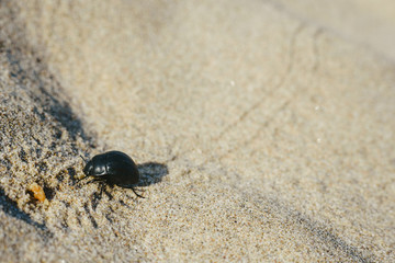 Beetle leaving footprints when walking on warm sand in some dunes in summer