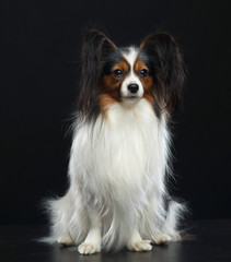 Continental toy spaniel, papillon Dog  Isolated  on Black Background in studio