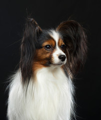 Continental toy spaniel, papillon Dog  Isolated  on Black Background in studio