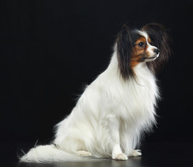 Continental toy spaniel, papillon Dog  Isolated  on Black Background in studio