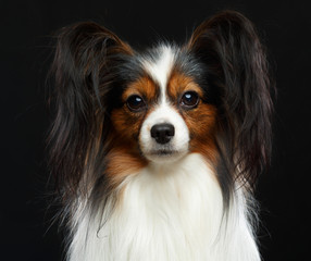 Continental toy spaniel, papillon Dog  Isolated  on Black Background in studio