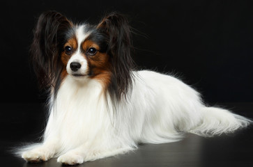 Continental toy spaniel, papillon Dog  Isolated  on Black Background in studio