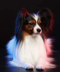 Continental toy spaniel, papillon Dog  Isolated  on Black Background in studio