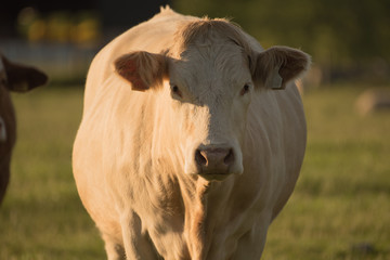 Charolais cow 
