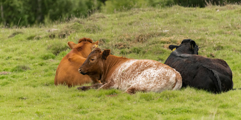 Group of three cows lying down after grazing 