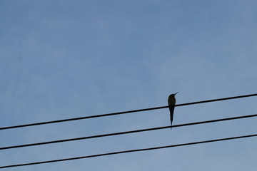 Silhouette of eater bee bird on electric wires and blue sky