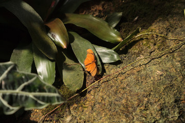 Orange Julia butterfly known as Dryas Julia