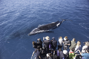 Whale watchers observing a pair of humpback whales, one at the surface, the other deeper down. In Platypus Bay, Hervey Bay Marine Park, Queensland, Australia.