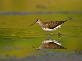 The green sandpiper (Tringa ochropus)