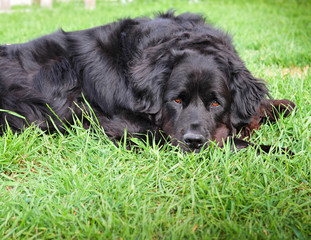 Black Newfoundland Dog takes a rest on the Farm