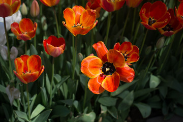 Colorful tulip flowers bloom in the garden