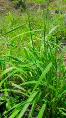 grass