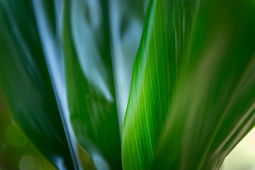 Green Leaves