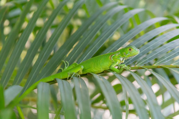 Green iguana relaxes on a palm frond on an overcast day.