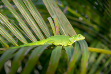 Green iguana rests its head on a palm frond.