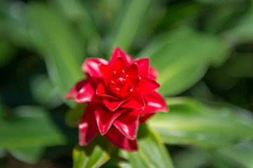 Red Flower