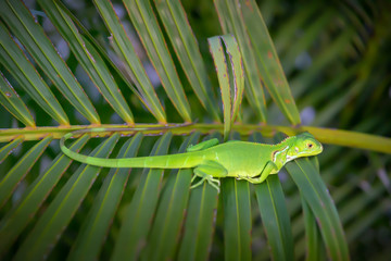 Naklejka premium Green iguana rests on top of a palm frond while looking down.