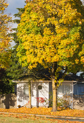Residential house and colorful tree in the fall