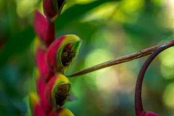 Hawaiian Plants